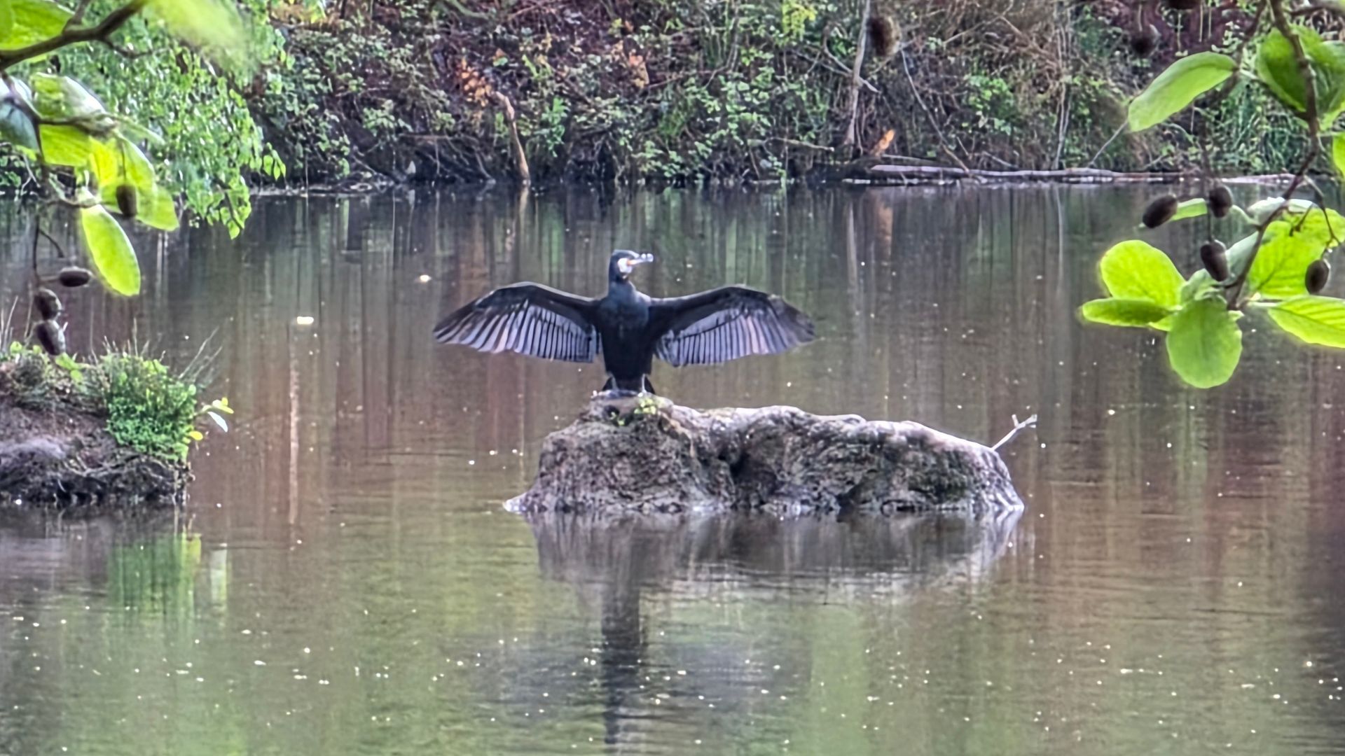 Kormoran - Marbachstausee, 2025