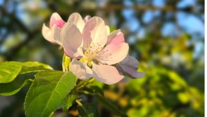 Blossom im Frühjahr